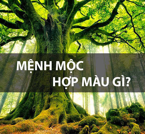 mệnh mộc hợp màu gì